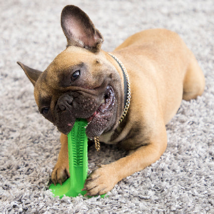 Dog Toothbrush